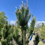 Borovica čierna (Pinus nigra) ´OREGON GREEN´ – výška 150-180 cm, kont. C35L